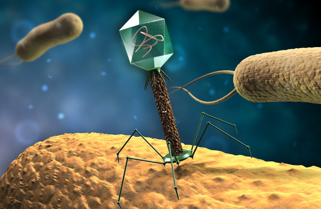 bacteriophage2